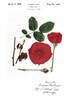 The Alamo rose photo