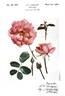 Tom Tom rose photo