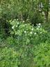 Schloss Seusslitz rose photo