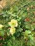 Green Romantica ® rose photo
