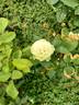 Green Romantica ® rose photo