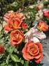 Pumpkin Patch rose photo