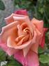 Troika ® rose photo