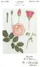 Ma Perkins rose photo