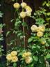 Faustinia rose photo