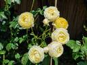 Faustinia rose photo