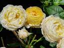 Faustinia rose photo