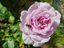 Pacific Blue rose photo