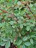 Louis Riel rose photo