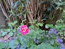 Lovely Pink rose photo