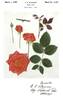 Spartan rose photo