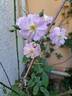 Little Rambler rose photo