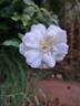 Ice Meidiland rose photo