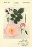 Kordes' Perfecta rose photo