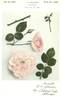 Pink Chiffon rose photo
