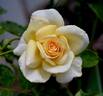 Lemon Spice rose photo