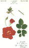Firecracker rose photo