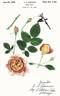 Brownie rose photo