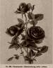 Feuerzauber rose photo