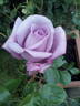 Twice in a Blue Moon rose photo