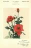Audie Murphy rose photo