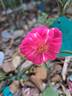 Knirps ® rose photo