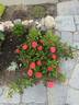 Coral Drift ® rose photo