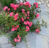Coral Drift ® rose photo