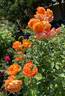 Ruth Tiffany rose photo