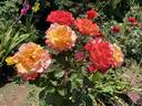 Colorific rose photo