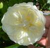 Tranquillity rose photo
