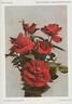 Feuerzauber rose photo
