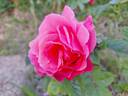 East Europe rose photo