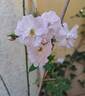 Little Rambler rose photo