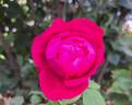 Baron Gonella rose photo