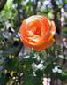 Auguste Escoffier ® rose photo