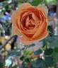 Auguste Escoffier ® rose photo