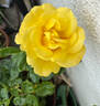 Garden Princess rose photo
