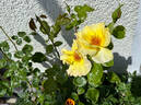 Garden Princess rose photo