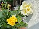 Garden Princess rose photo
