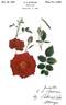 Americana rose photo