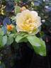 Moonlight rose photo