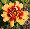 Flame Babylon Eyes rose photo