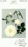 Summer Frost rose photo