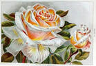 Honorable Edith Gifford rose photo