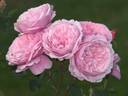 Oxford Girl rose photo