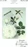 Saratoga rose photo