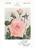 Linda Porter rose photo