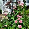 Kiss Me Kate rose photo
