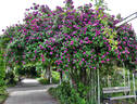 Russelliana rose photo